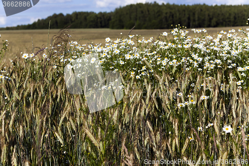 Image of flowers in the field  