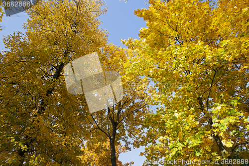 Image of autumn season .  foliage