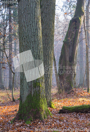 Image of Monumental oak trees of Bialowieza Forest