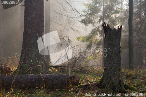 Image of Autumnal misty morning in the forest