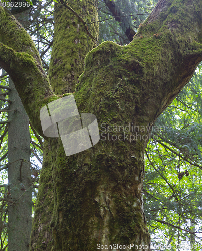 Image of Old hornbeam tree moss wrapped