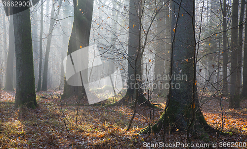 Image of Autumnal misty morning in the forest