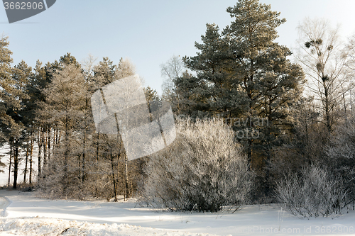 Image of trees in winter  