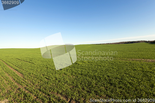 Image of     agricultural field  . spring