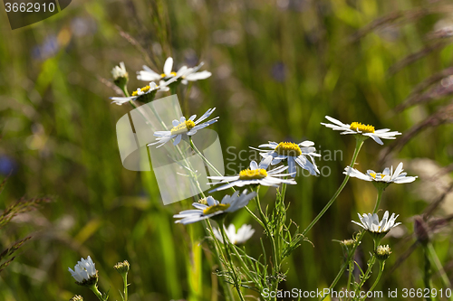 Image of white daisy   in bloom