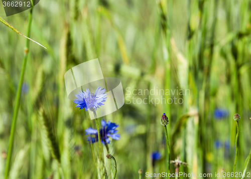 Image of cornflowers on the field  