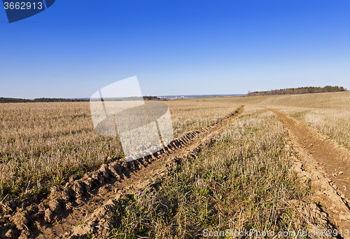 Image of green vegetation  . field  