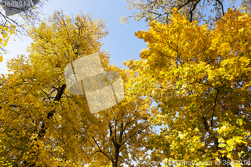 Image of yellowed foliage .  close-up  