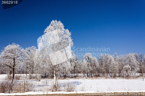 Image of trees in winter 