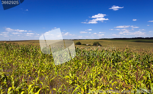 Image of sprouted corn .  field  