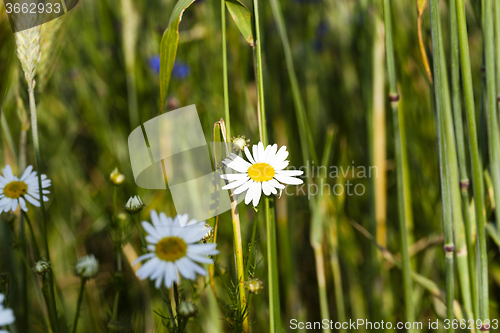 Image of daisy flowers  . summer  