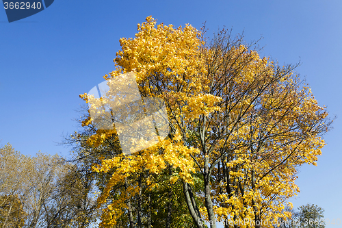 Image of autumn forest . Belarus
