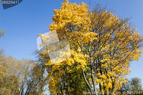 Image of autumn season . foliage