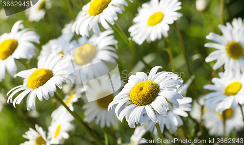 Image of white daisy . spring