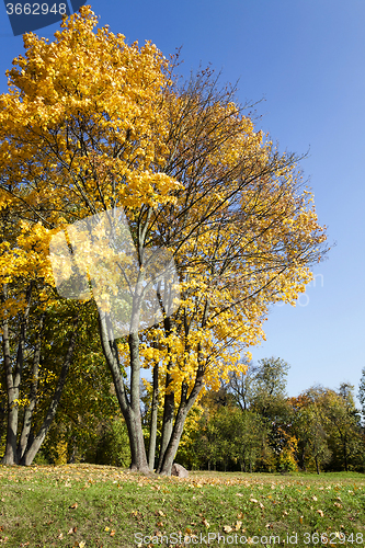 Image of autumn season . foliage