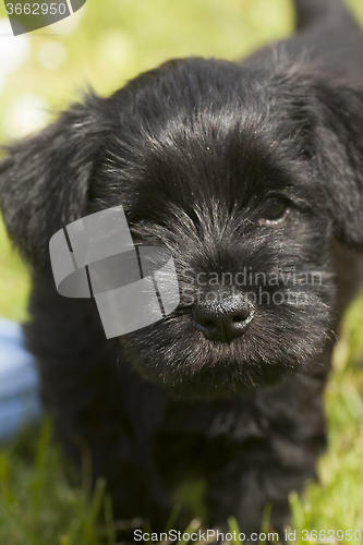 Image of schnauzer puppy