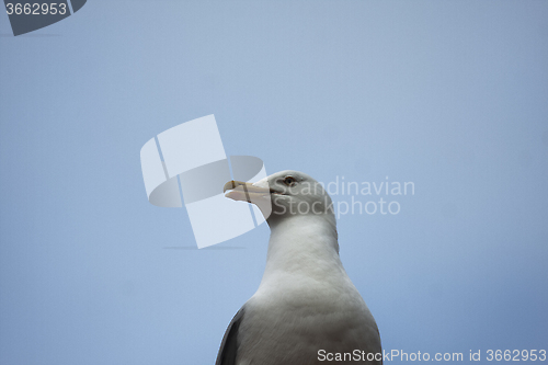 Image of seagull