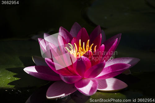 Image of water lily