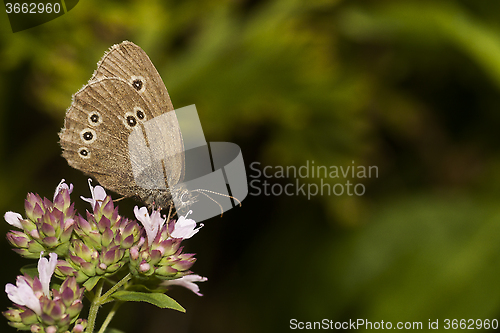 Image of brown butterfly