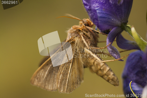 Image of moth