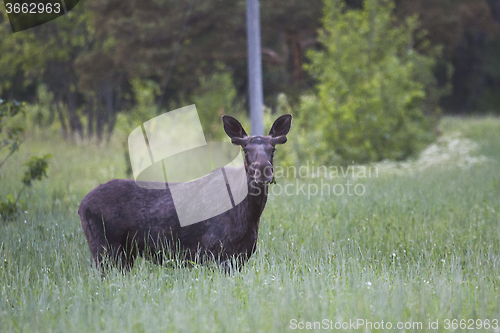 Image of young moose