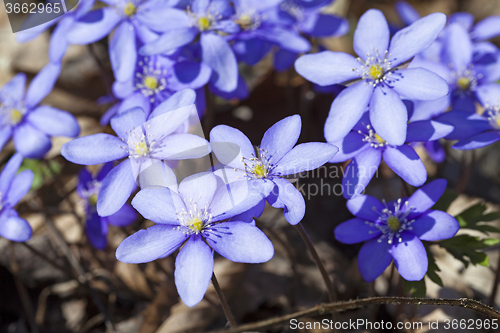 Image of spring flowers .  forest