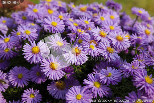 Image of purple flowers . autumn  