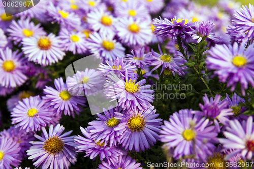 Image of purple flowers . autumn  