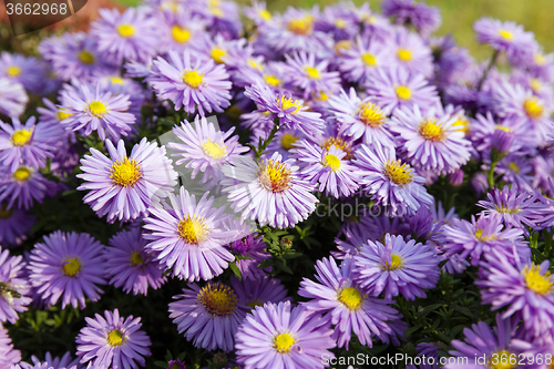 Image of purple flowers . autumn  