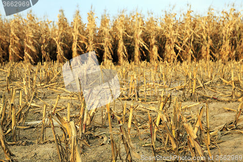 Image of agricultural field with corn  