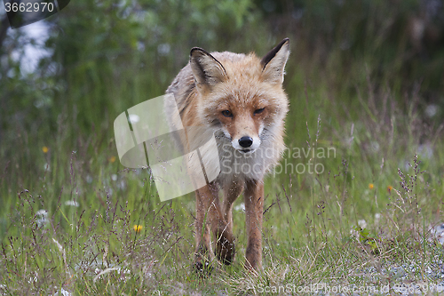 Image of red fox in motion