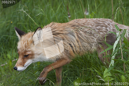 Image of sneaky fox