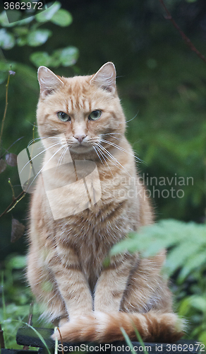 Image of ginger cat