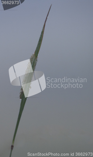 Image of straw