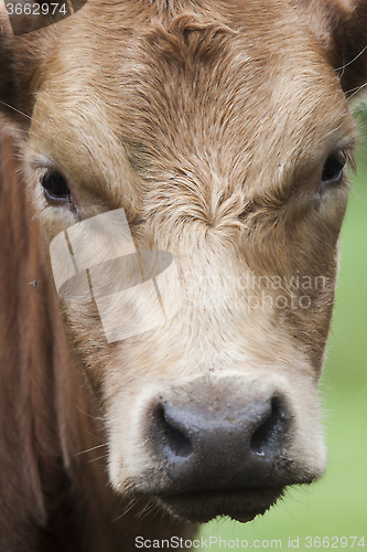 Image of cows head