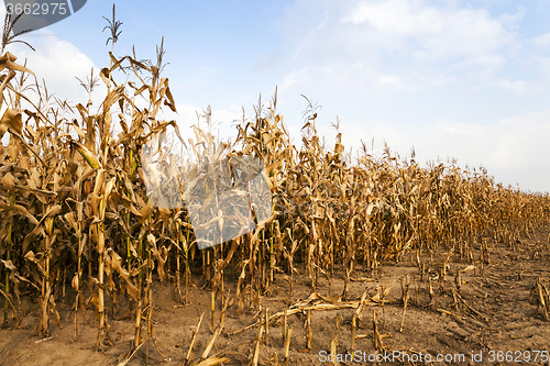 Image of mature corn. autumn