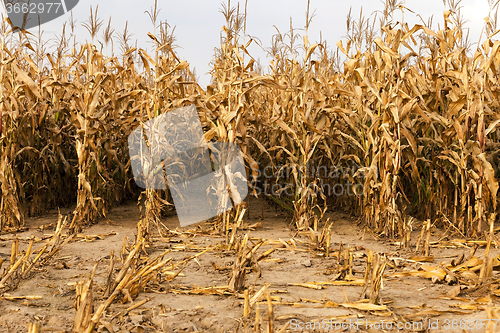 Image of agricultural field with corn  