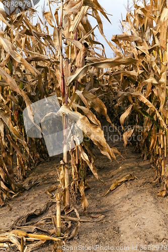 Image of mature corn. autumn