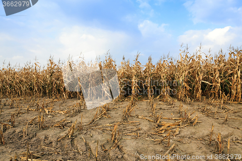 Image of agricultural field with corn  