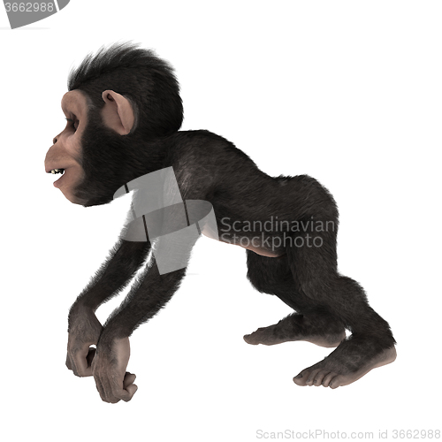 Image of Little Chimp on White