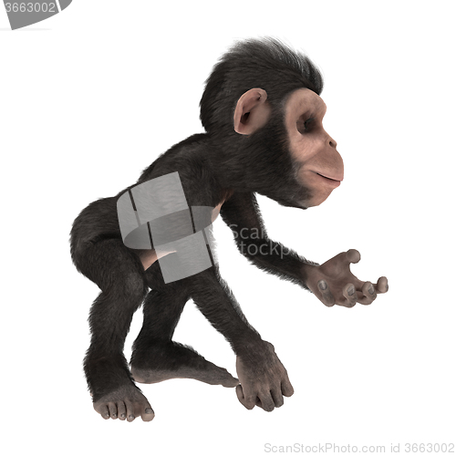 Image of Little Chimp on White