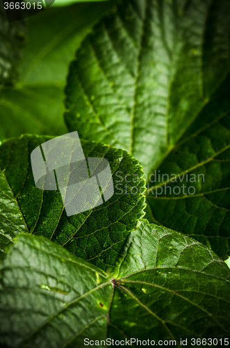 Image of  Linden leaves, close-up