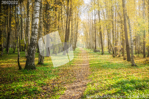 Image of Illuminated by sunlight autumn alley