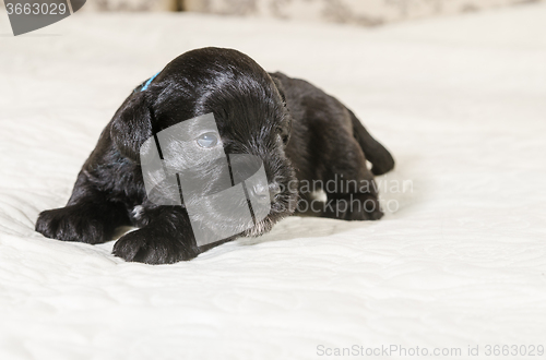 Image of Small puppi breed Miniature Schnauzer 