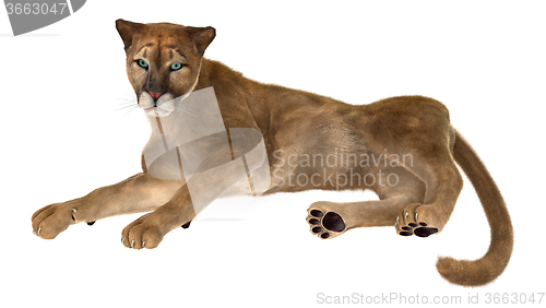 Image of Big Cat Puma