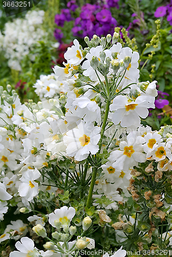 Image of Beautiful white flowers