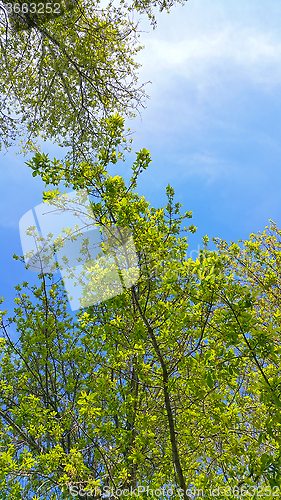 Image of Spring tree branches on blue sky