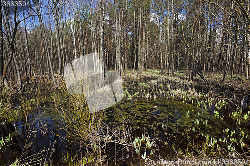 Image of swamp spring . close-up  