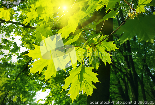 Image of Beautiful spring leaves of maple tree and sunlight