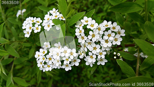 Image of White flowers of spring bush